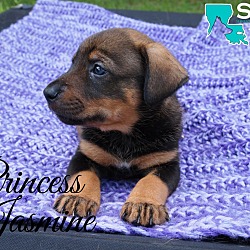 Thumbnail photo of Princess Jasmine #3