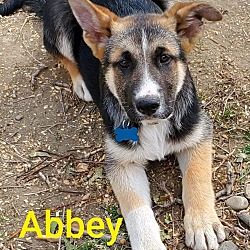 Thumbnail photo of Abbey #2