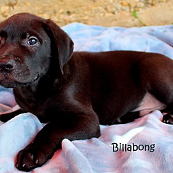Thumbnail photo of Billabong~adopted! #1