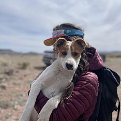 Photo of Daisy 