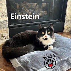 Thumbnail photo of Einstein #3