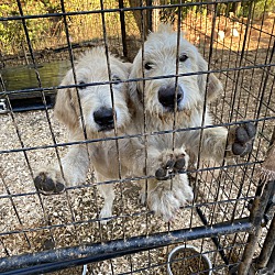 bonded pet photo