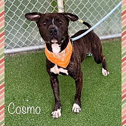 Thumbnail photo of COSMO - see video #3