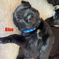 Thumbnail photo of Blue #1