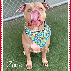 Thumbnail photo of ZORRO #3