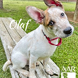 Thumbnail photo of Olaf #4