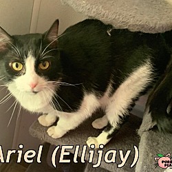 Thumbnail photo of Ariel (Ellijay) #1