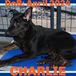 Thumbnail photo of CHARLIE-Boy #2