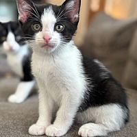 adopt-pet