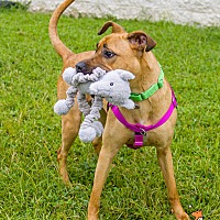 adopt a pet