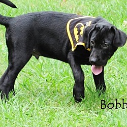 Thumbnail photo of Bobber-pending adoption #2