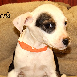 Thumbnail photo of Darla~adopted! #3