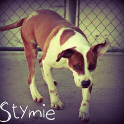 Photo of Stymie