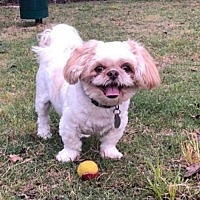 Shih Tzu Puppies For Sale In Jacksonville Florida Adoptapet Com