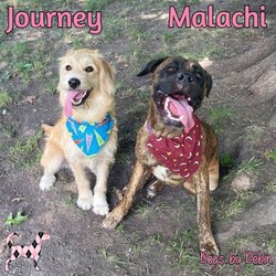 Thumbnail photo of Malachi & Journey #1