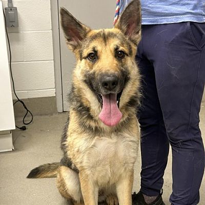 Martinsville, VA - German Shepherd Dog/Mixed Breed (Large). Meet Adora ...