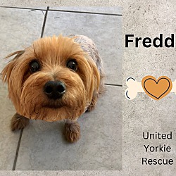 Thumbnail photo of Freddie #1