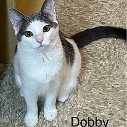Thumbnail photo of Dobby #1