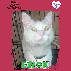 Photo of Ewok