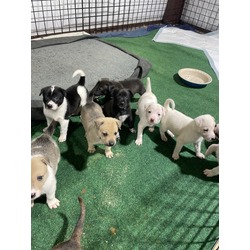 Thumbnail photo of 9 Puppies #3