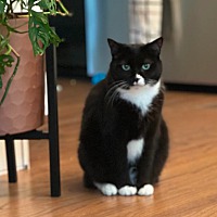 adopt a pet