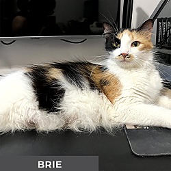 Thumbnail photo of Brie #3