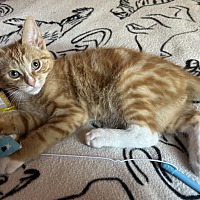 adopt a pet