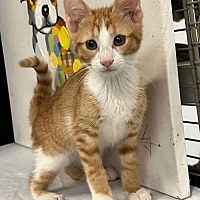 adopt a pet