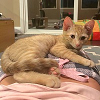 adopt a pet