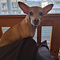 adopt a pet