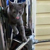 adopt a pet