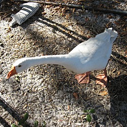 Thumbnail photo of Goosey-Goose :o) #3
