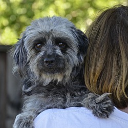 Thumbnail photo of Bonnie - adoption pending #1