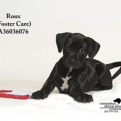 Thumbnail photo of Roux  (Foster Care) #1