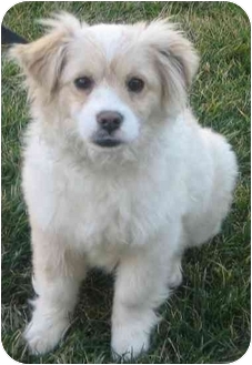tibetan spaniel maltese mix
