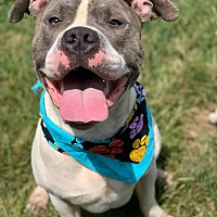 Muskingum County Dog Pound & Kennel in Zanesville, Ohio