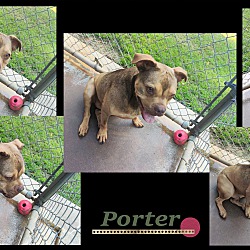 Thumbnail photo of Porter #4