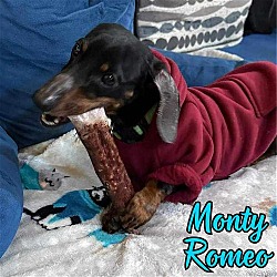 Thumbnail photo of Monty Romeo #2