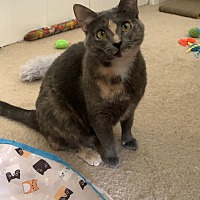 adopt a pet