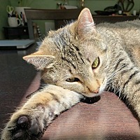 adopt a pet