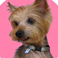 adopt a pet