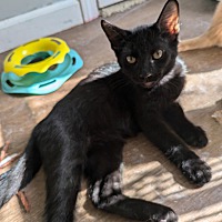 adopt a pet