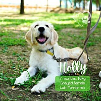 adopt-pet
