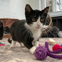 adopt-pet