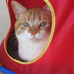 Thumbnail photo of Louie (bonded with Linus) #3