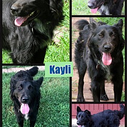 Thumbnail photo of Kayli~adopted! #4