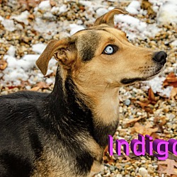Thumbnail photo of Indigo "Endy" #2