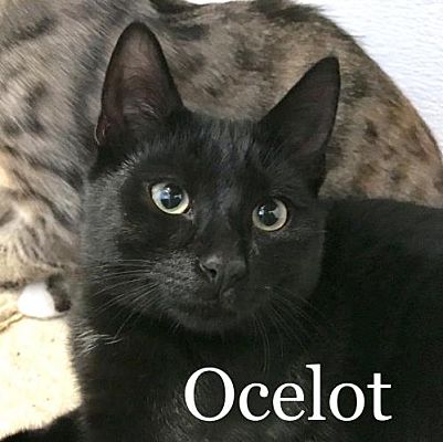 Naugatuck Ct Domestic Shorthair Meet Ocelot A Pet For Adoption