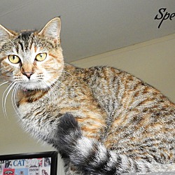 Thumbnail photo of Speckle #3