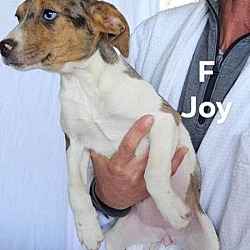 Photo of Joy J